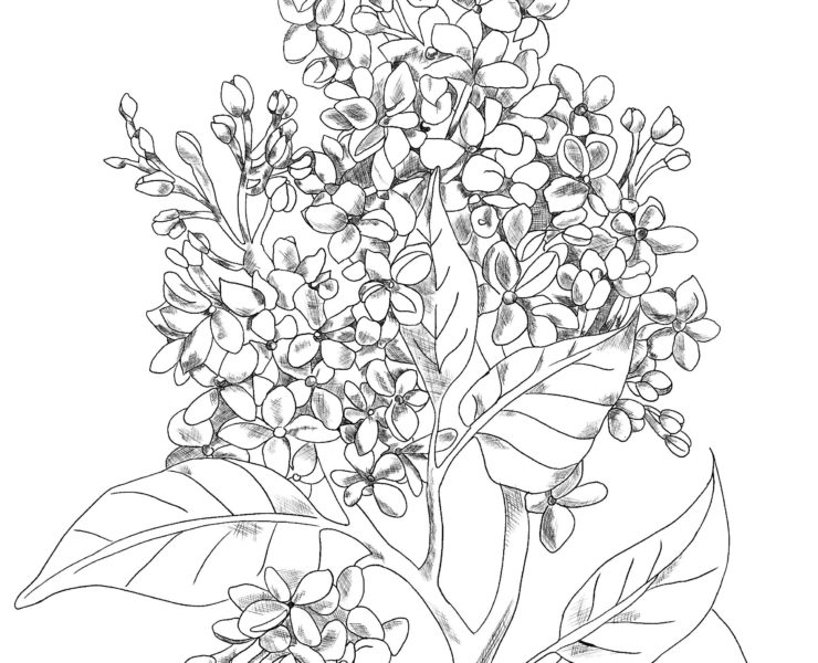 Lineart drawing of a lilac flower