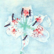 Painting of a white daylily flower with pink spots on a light blue background