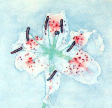 Painting of a white daylily flower with pink spots on a light blue background