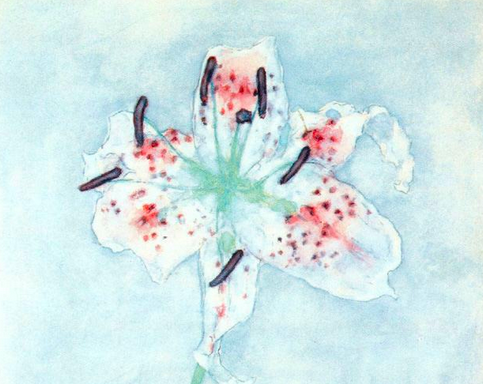 Painting of a white daylily flower with pink spots on a light blue background