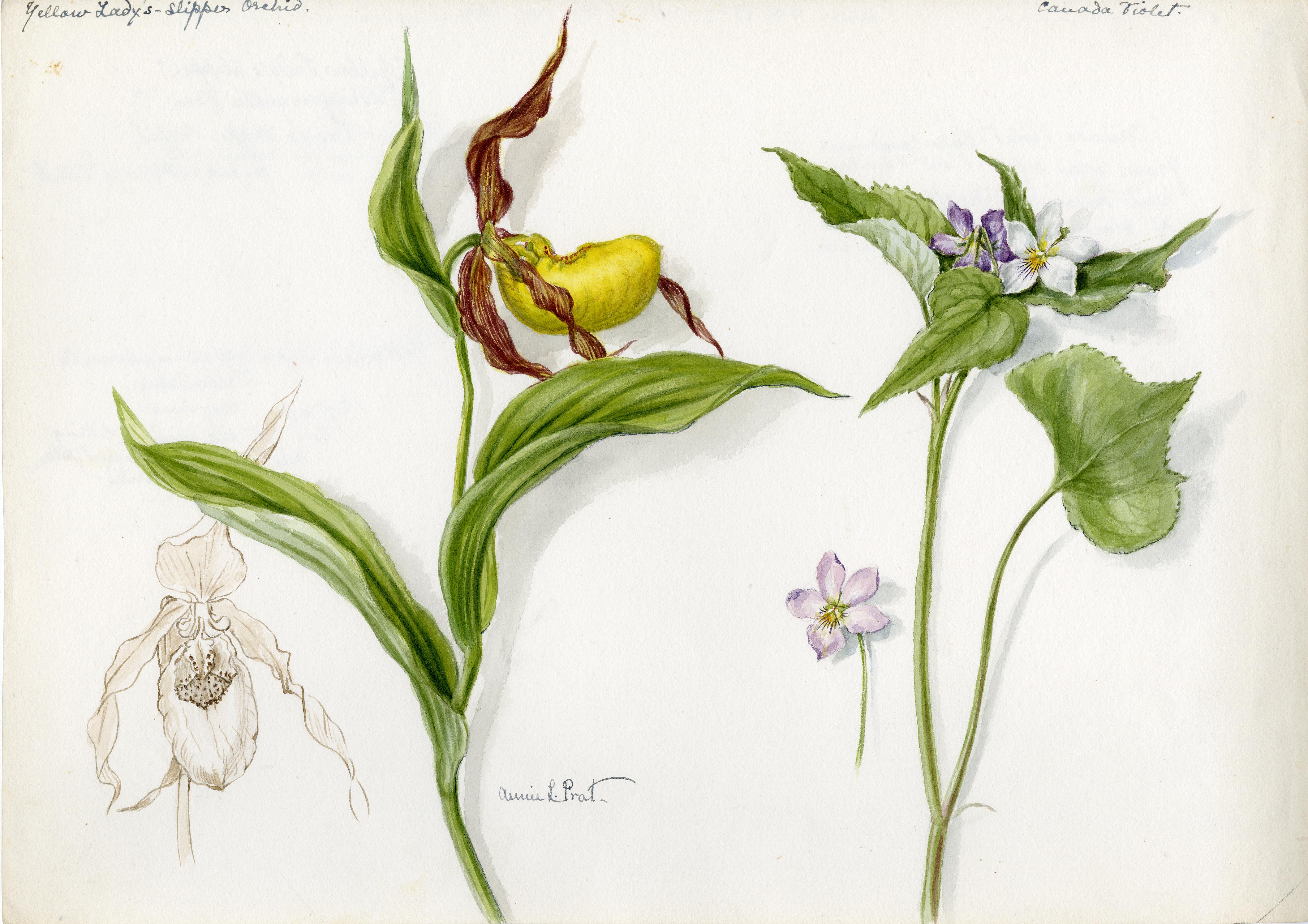 Painting of a lesser yellow lady's slipper orchid (Cypripedium parviflorum) and a Canadian white violet (Viola canadensis), by Annie L. Prat (1861 - 1960).