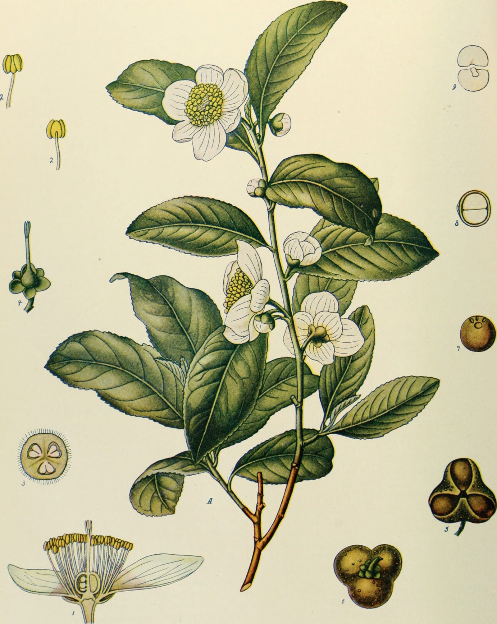 Botanical illustration of Camellia Sinensis