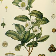 Botanical illustration of Camellia Sinensis