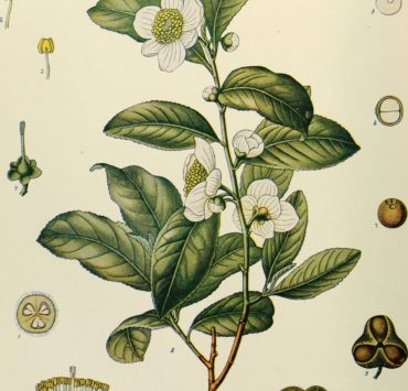 Botanical illustration of Camellia Sinensis