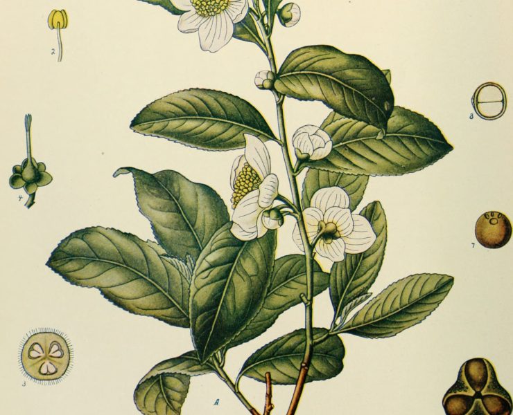 Botanical illustration of Camellia Sinensis