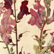 Botanical illustration of pink and red snapdragons