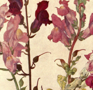Botanical illustration of pink and red snapdragons