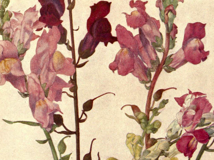 Botanical illustration of pink and red snapdragons