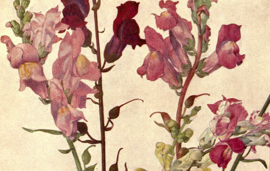 Botanical illustration of pink and red snapdragons