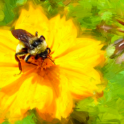 Photograph of a bee on a painting of a yellow flower