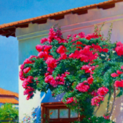 Painting of a whitewashed house with pink bougainvillea growing along the side