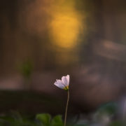 Photography of a single pink flower with a blurred background