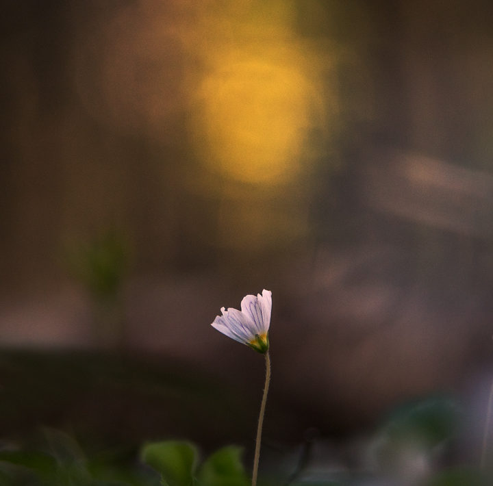 Photography of a single pink flower with a blurred background