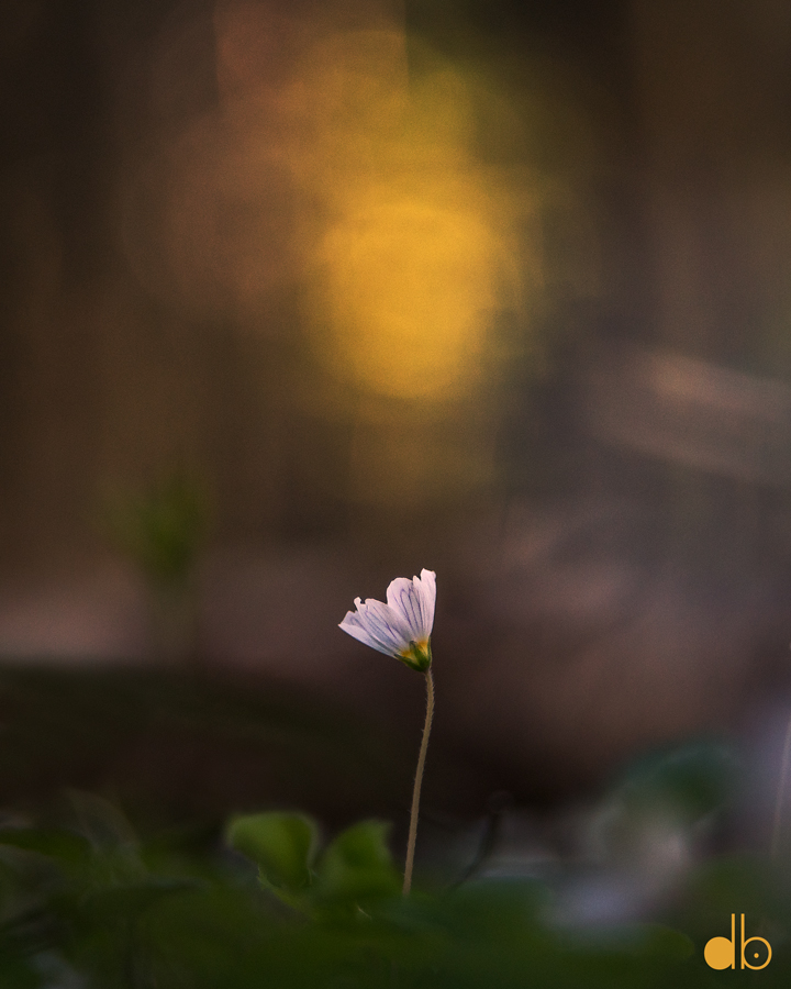 Photography of a single pink flower with a blurred background