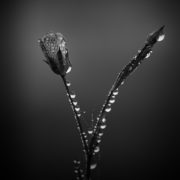 A black and white photo of a flower with drops of dew