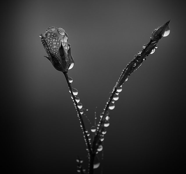 A black and white photo of a flower with drops of dew