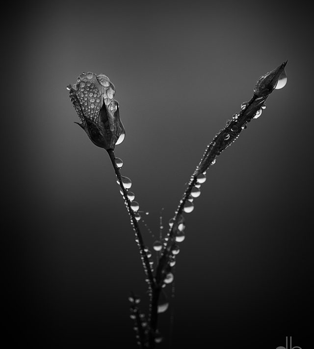 A black and white photo of a flower with drops of dew