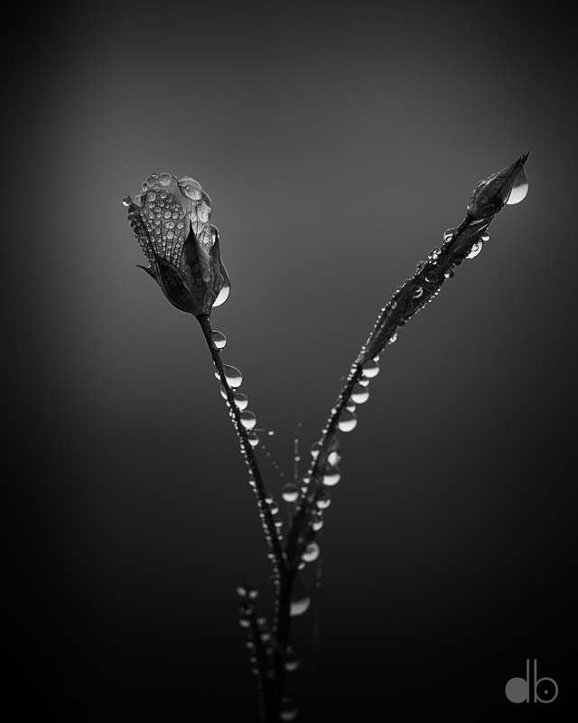 A black and white photo of a flower with drops of dew