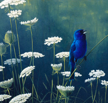 Painting of a blue bird perched on a Queen Anne's lace flower