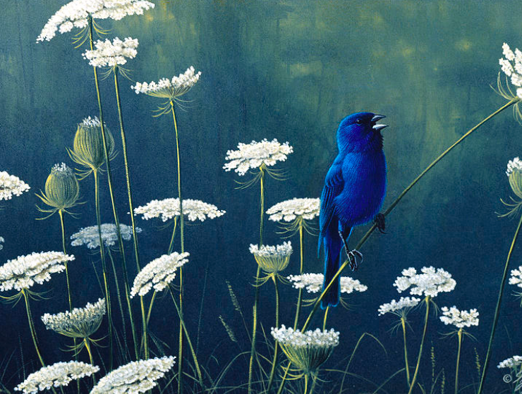 Painting of a blue bird perched on a Queen Anne's lace flower