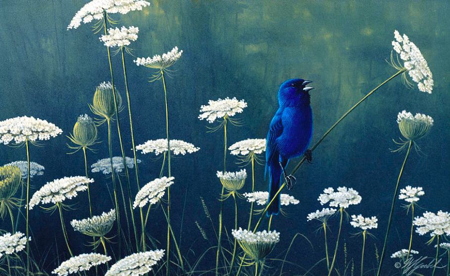 Painting of a blue bird perched on a Queen Anne's lace flower