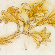 Sepia sketch of lily flowers