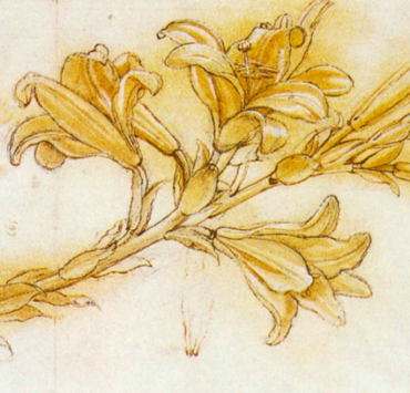 Sepia sketch of lily flowers