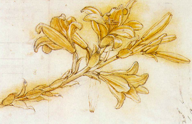 Sepia sketch of lily flowers