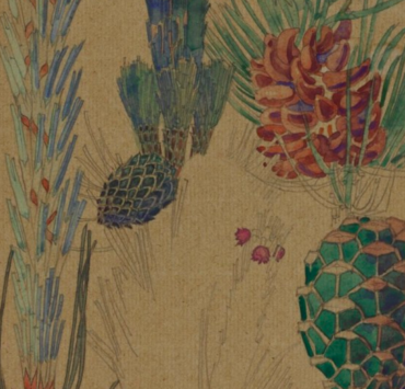 Botanical illustration of pine cones