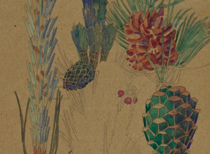 Botanical illustration of pine cones