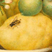 Painting of a bowl of lemons with a wasp perched on one