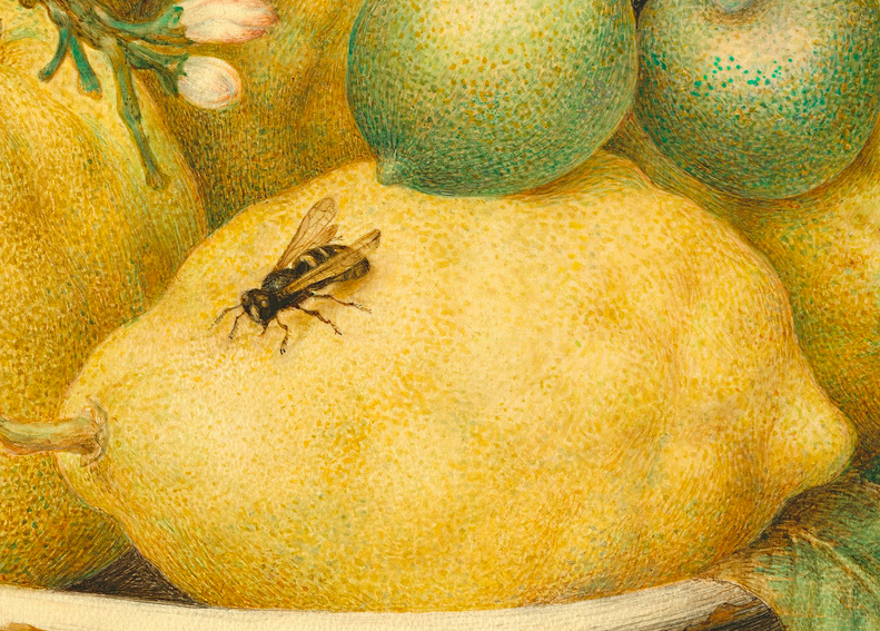 Painting of a bowl of lemons with a wasp perched on one