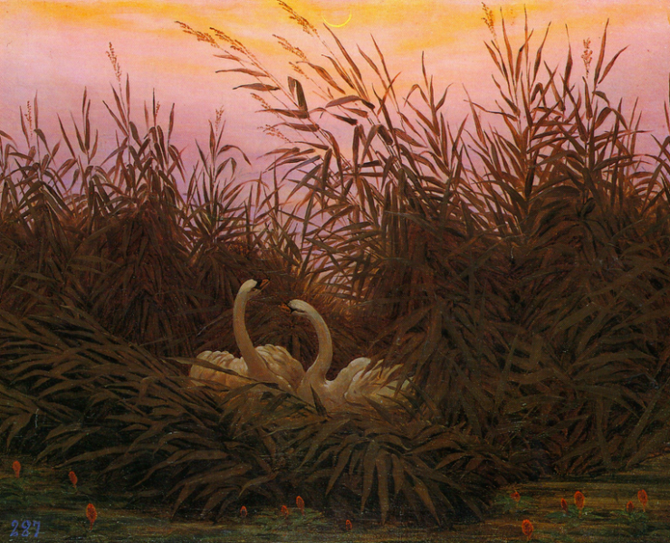Painting of two swams nesting in reeds