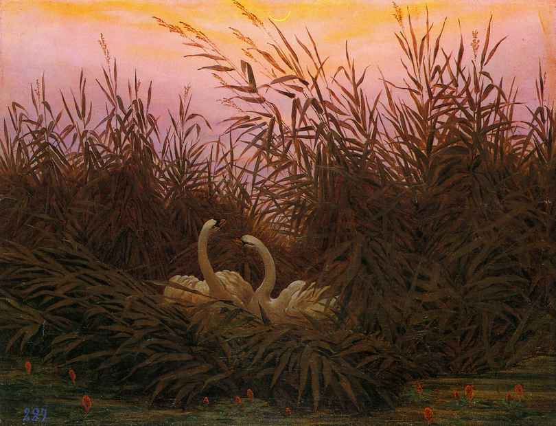Painting of two swams nesting in reeds