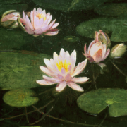 Painting of pink waterlilies on a dark lake