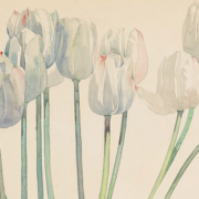 Painting of white tulips on a white background