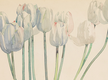 Painting of white tulips on a white background
