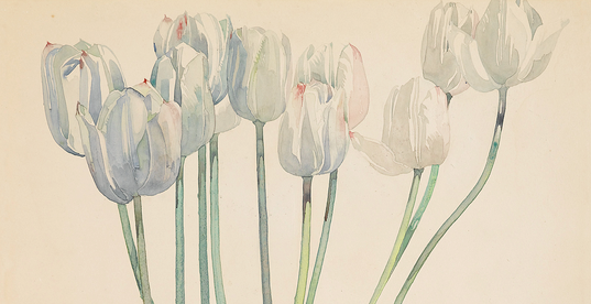 Painting of white tulips on a white background