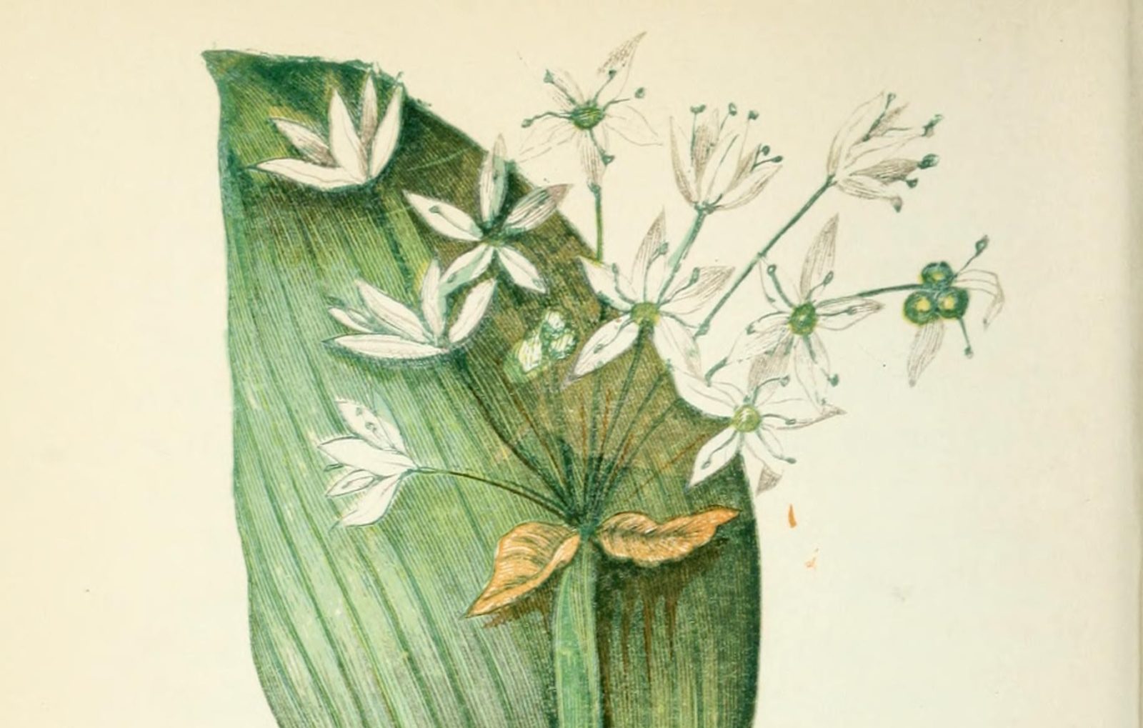 Botanical illustration of wild garlic