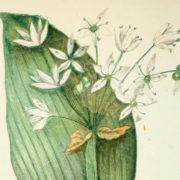 Botanical illustration of wild garlic