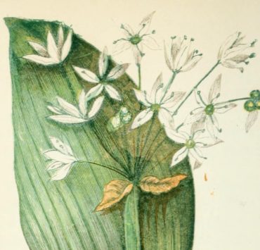 Botanical illustration of wild garlic