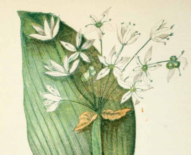 Botanical illustration of wild garlic