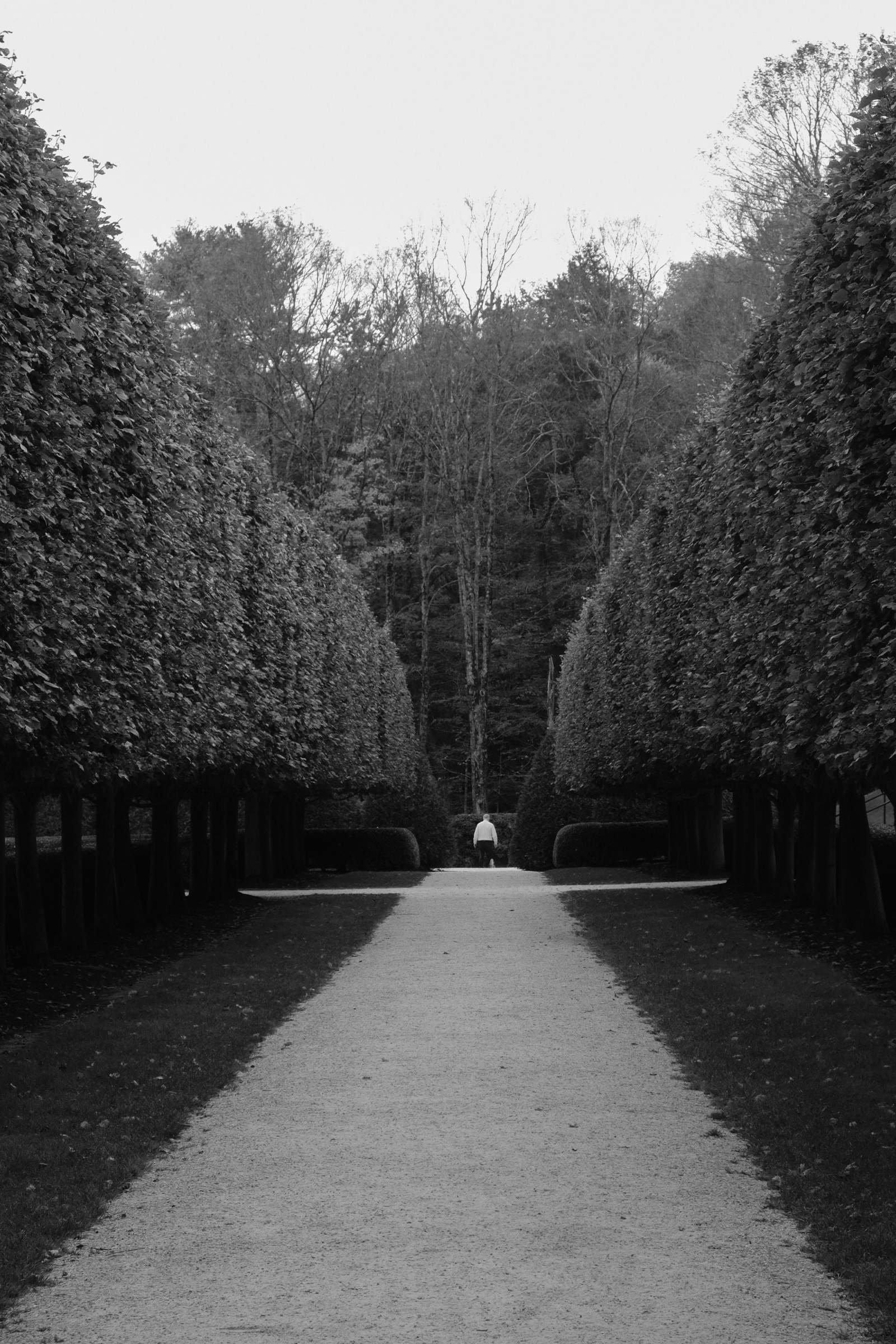 Black and white photo of a person standing in the distance between hedges that converge