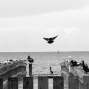 Black and white photo of a dock with birds perched along the sides, a single bird takes flight in the center