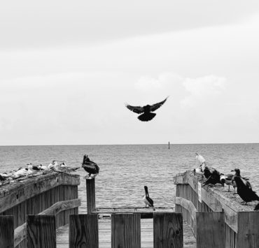 Black and white photo of a dock with birds perched along the sides, a single bird takes flight in the center