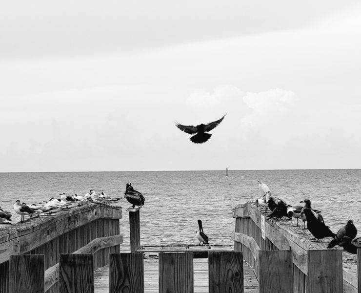 Black and white photo of a dock with birds perched along the sides, a single bird takes flight in the center