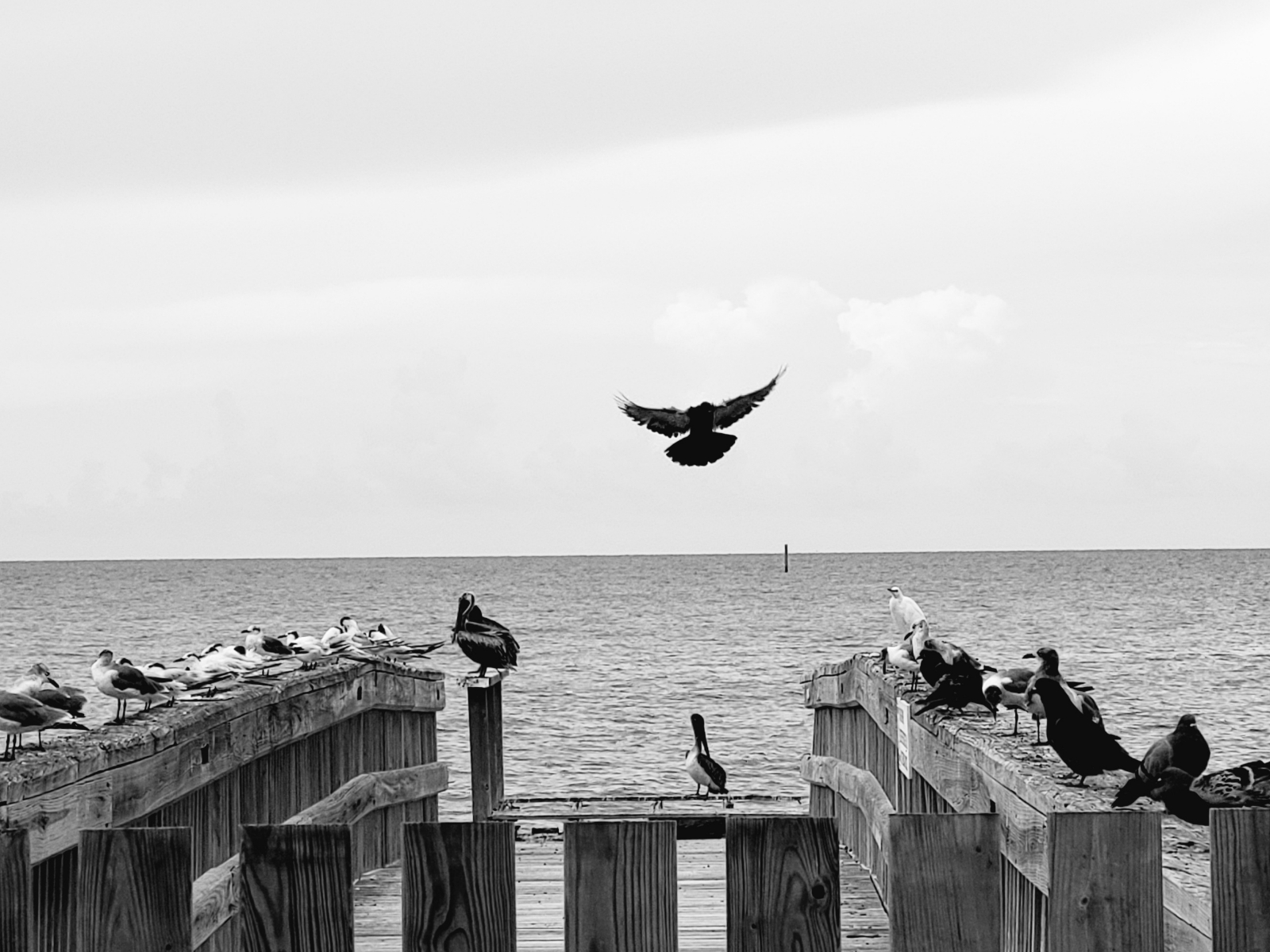 Black and white photo of a dock with birds perched along the sides, a single bird takes flight in the center