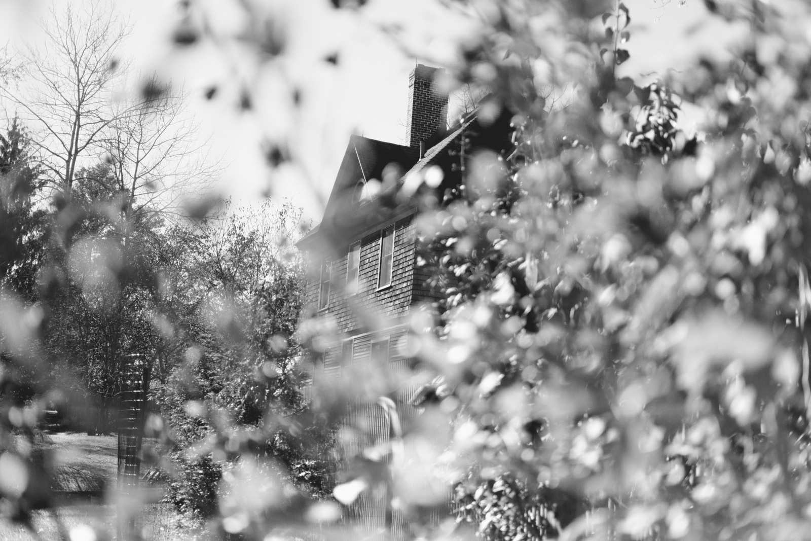 Black and white photo of a cottage behind wildflowers