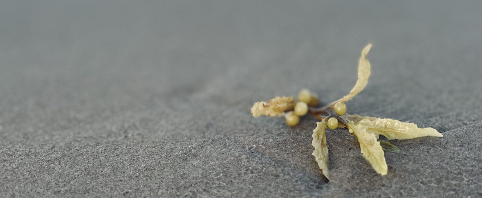 Photo of a small piece of kelp in the sand, a figure can be seen blurred in the distance
