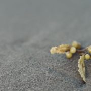 Photo of a small piece of kelp in the sand, a figure can be seen blurred in the distance